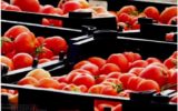 اعمال عوارض صادراتی برای گوجه فرنگی