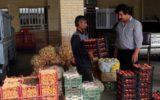 راه اندازی میادین میوه وتره بار در همه استان ها