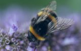زنبورها به دلیل تغییر اقلیم در خطر انقراض هستند