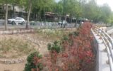 ۸ هزار اصله درخت و درختچه در شمال تهران غرس شد