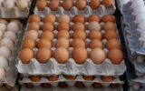 کاهش قیمت ۱۰هزارتومانی تخم مرغ نسبت به ماه گذشته